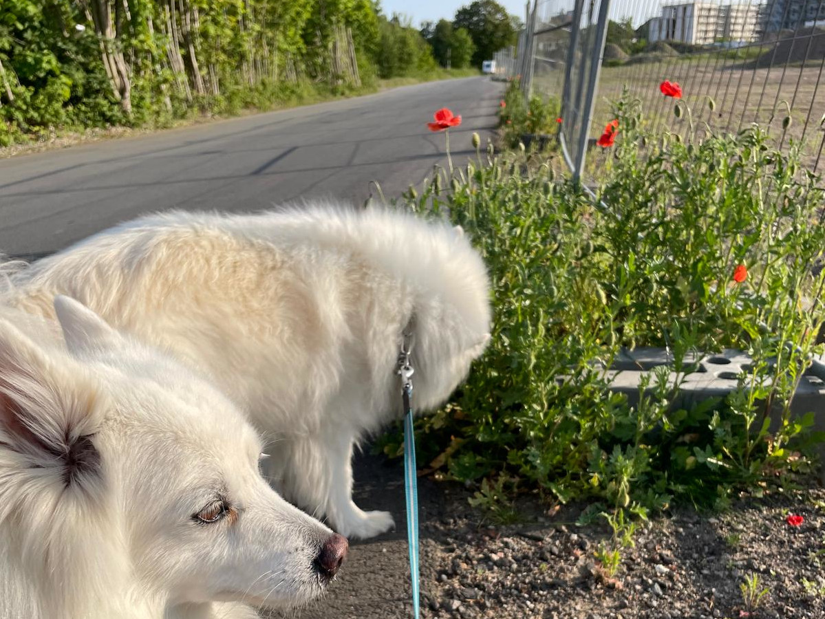 Hund im Jütenpark